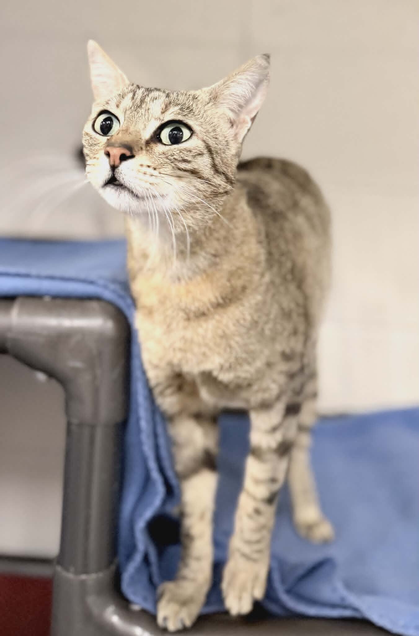 Picture of the Animal Listed